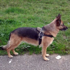 Tre Ponti Primo Adjustable Step In Dog Harness, Red 7 Tre Ponti Primo Adjustable Step In Dog Harness, Red -Petkit Shop 101