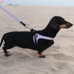 Tre Ponti Genesis Easy Leash, Pink -Petkit Shop 121 511574df e628 400f 887a 15fc1e1e4408