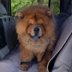 IBuddy Premium Dog Seat Cover Car Hammock With Window -Petkit Shop 18 273f6947 9634 4873 82cd fffc7dab203c