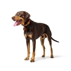 Hunter Leather Dog Collar With Apple Airtag Holder, Cognac -Petkit Shop 20 04187e7e a9f9 4d6a a1d7 32a1073e1b37