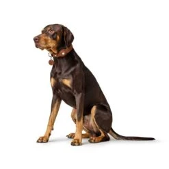 Hunter Leather Dog Collar With Apple Airtag Holder, Cognac -Petkit Shop 21 396eefa1 6f21 4960 b190 6737f3eada1d