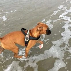 Tre Ponti Primo Adjustable Step In Dog Harness, Camouflage Grey -Petkit Shop 26 390fd3dc 7855 4253 aa0b 38a9acf53835