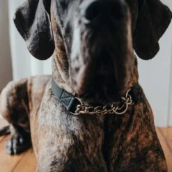 Hunter Aalborg Martingale Dog Collar, Black 10 Hunter Aalborg Martingale Dog Collar, Black -Petkit Shop 27