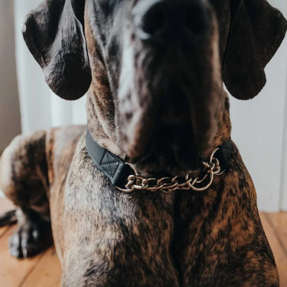 Hunter Aalborg Martingale Dog Collar, Black 5 Hunter Aalborg Martingale Dog Collar, Black - Image 3