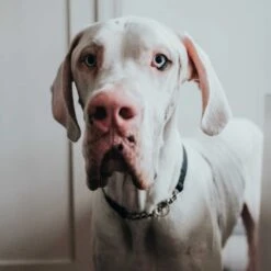 Hunter Aalborg Martingale Dog Collar, Black 11 Hunter Aalborg Martingale Dog Collar, Black -Petkit Shop 28