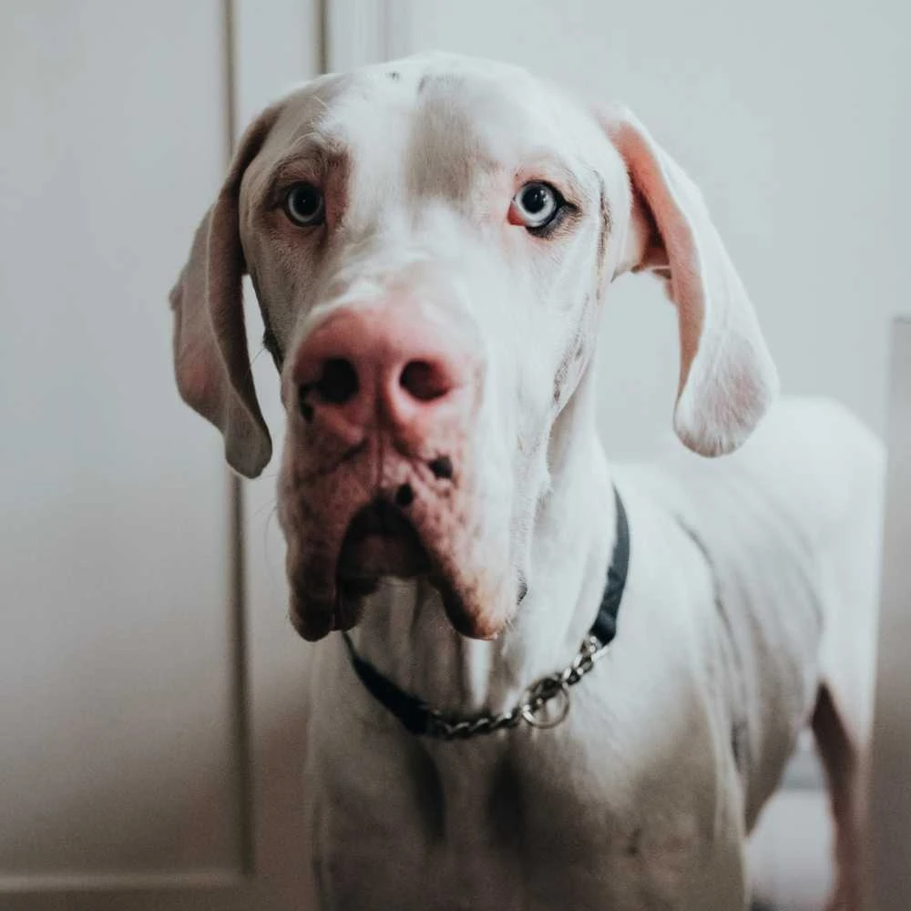 Hunter Aalborg Martingale Dog Collar, Black 6 Hunter Aalborg Martingale Dog Collar, Black - Image 4