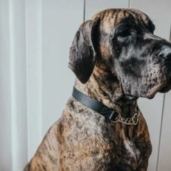 Hunter Aalborg Martingale Dog Collar, Black 12 Hunter Aalborg Martingale Dog Collar, Black -Petkit Shop 29