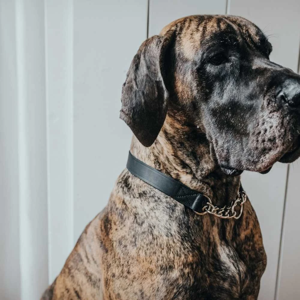 Hunter Aalborg Martingale Dog Collar, Black 7 Hunter Aalborg Martingale Dog Collar, Black - Image 5