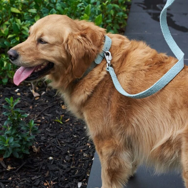 Petkit Shop -Petkit Shop 29 5d5e8ca0 13aa 484e 829c 3eb2ed7e90bb 768x768 1