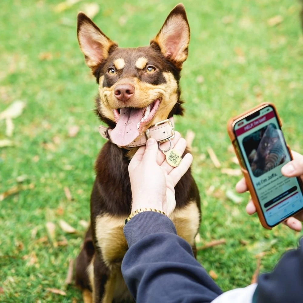 FOMO Pet ID Tag Stainless Steel 4 FOMO Pet ID Tag Stainless Steel - Image 2