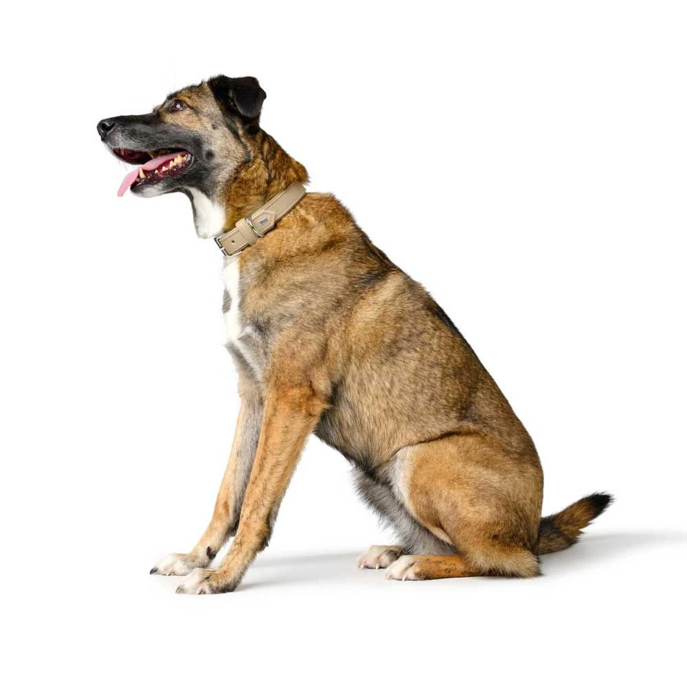 Hunter Dog Collar Amalfi, Tan 4 Hunter Dog Collar Amalfi, Tan - Image 2