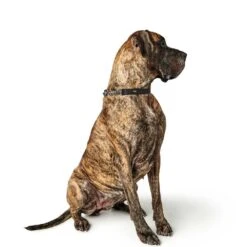 Hunter Aalborg Martingale Dog Collar, Black 13 Hunter Aalborg Martingale Dog Collar, Black -Petkit Shop 30