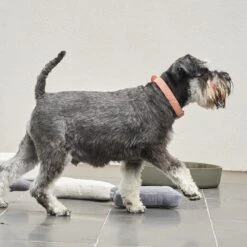 Australian Designed Boucle Dog Collar, Terracotta -Petkit Shop 32 5b5d7f94 df61 40c2 ae42 f46d1579d93c