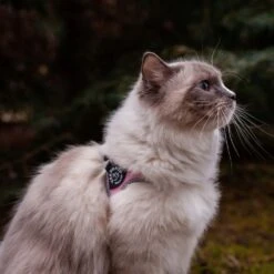 Tre Ponti Genesis Adjustable Step In Harness For Dogs And Cats, Pink 12 Tre Ponti Genesis Adjustable Step In Harness For Dogs And Cats, Pink -Petkit Shop 36 4ad04911 2d3d 4b74 91fb 93680e8d1694