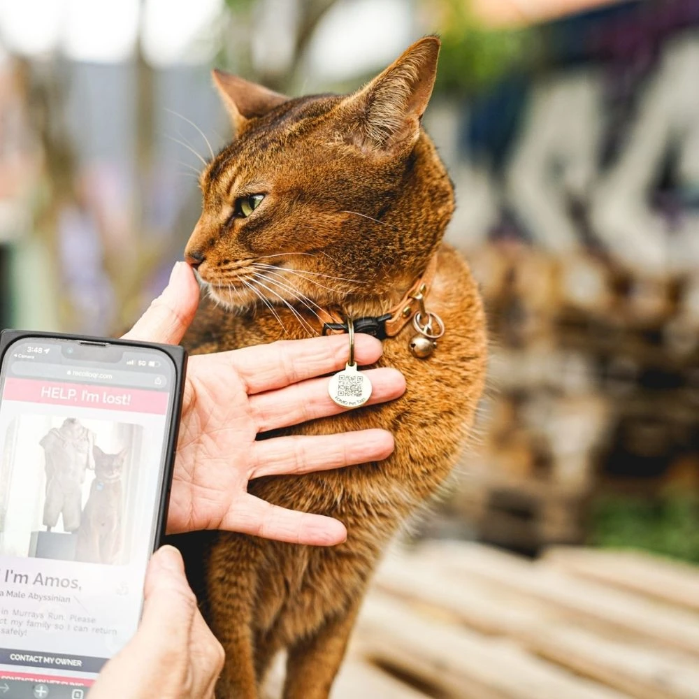 FOMO Pet ID Tag Stainless Steel 5 FOMO Pet ID Tag Stainless Steel - Image 3