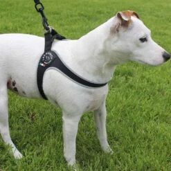 Tre Ponti Genesis Step In Harness For Dogs And Cats, Pink -Petkit Shop 45 bed5e9ca 3967 43d4 9950 480c6de4231b