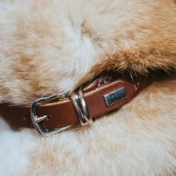 Hunter Rolled Soft Leather Dog Collar, Brown -Petkit Shop 52 f50745fe dde6 431e a2a7 ed395f0ef272