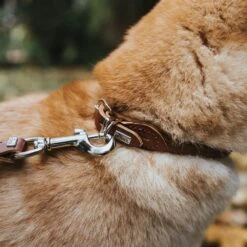 Hunter Rolled Soft Leather Dog Collar, Brown -Petkit Shop 53 97b377e0 b860 4166 9685 a20844eb3b00