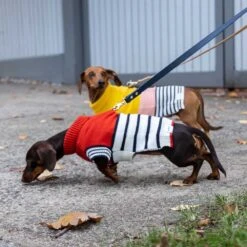 Emerson Knitted Dog Jumper -Petkit Shop 5 4c2b4bd1 2213 495e bb3a c95710cd1616