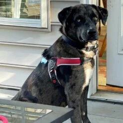 Tre Ponti Brio Adjustable Step In Dog Harness, Red -Petkit Shop 5 a584736a e459 47ad 8d4e 9138d7579138