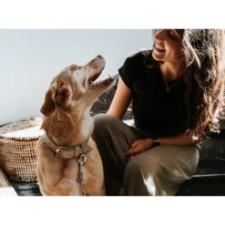 Hunter Dog Collar Amalfi, Tan 14 Hunter Dog Collar Amalfi, Tan -Petkit Shop 6 adf2aa86 761b 4b8d bdb5 9044e12f51ea