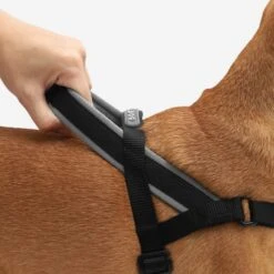 SofterWalk No Pull Dog Harness | Gotham -Petkit Shop 7 5fd530e0 aa87 4f1a aa72 4780e22b8cb5