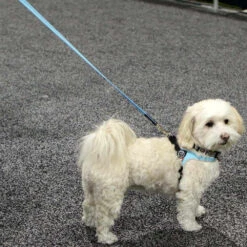 Tre Ponti Reflective Dog Leash, Blue -Petkit Shop 81