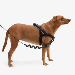 SofterWalk No Pull Dog Harness | Gotham -Petkit Shop 8 1a689bd1 41e7 4d68 8a0f ea2c3df8819b