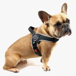 Tre Ponti Brio Adjustable Step In Dog Harness, Black -Petkit Shop 8 f4d1c74a 5fdc 4780 809b 13899af347e1