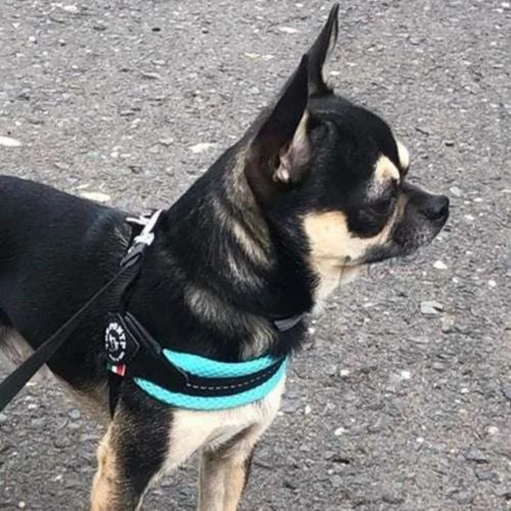 Tre Ponti Mesh Adjustable Girth Easy Fit Pet Harness, Blue 5 Tre Ponti Mesh Adjustable Girth Easy Fit Pet Harness, Blue - Image 3