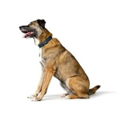 Hunter Dog Collar Amalfi, Blue -Petkit Shop 9 df131458 10b0 4e39 81ef 48eca3d81814