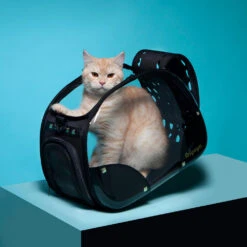 Ibiyaya Transparent Hard Case Carrier | Hard Rock -Petkit Shop FC1220 HR.PT08