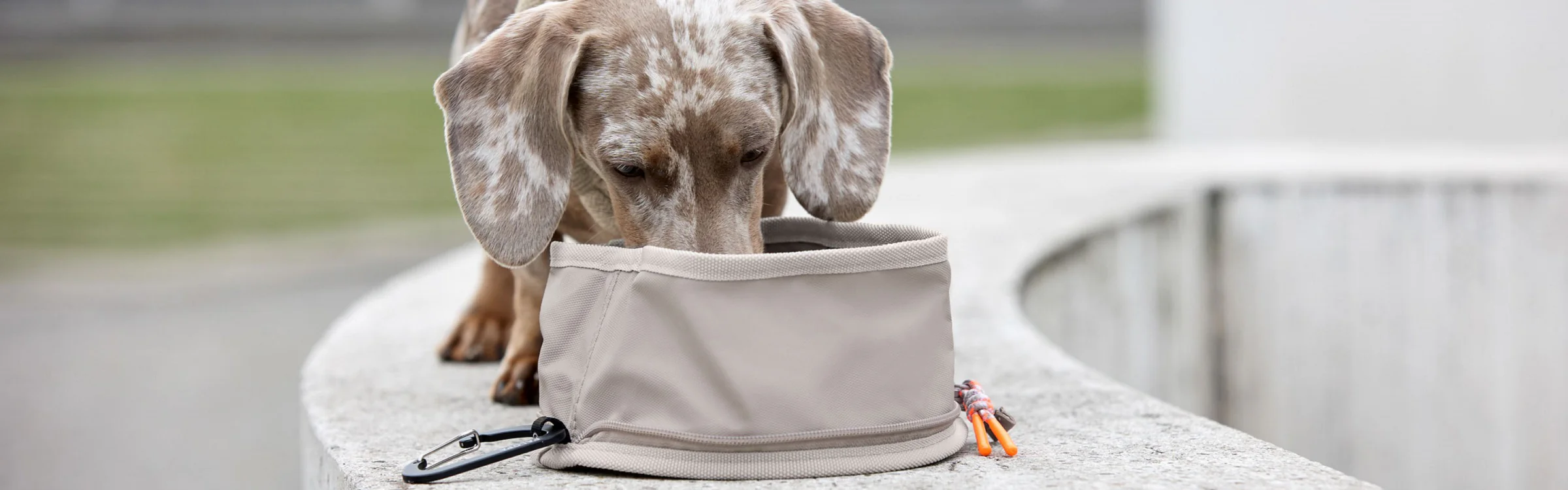 Petkit Shop -Petkit Shop Hundenapfe PALOPA 1692098164634