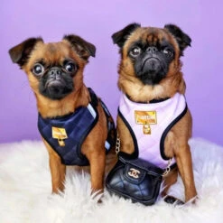 Personalised Pet Harness - Classic Chewnel -Petkit Shop IDHar999 Chewnel BLK 7