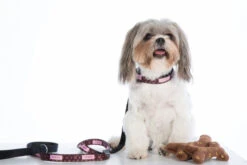 Personalised Dog Leash - Louie -Petkit Shop IDPL115 6