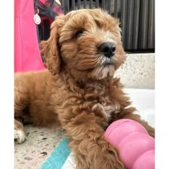 Kong Puppy Small, Dog Chew Toy -Petkit Shop Miscellaneous1000x1000px