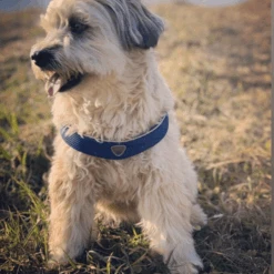 Cinquetorri Step-in Dog Harness, Blue -Petkit Shop coralpina pet soul dog harness cinquetorri step in dog harness blue 24288151142599