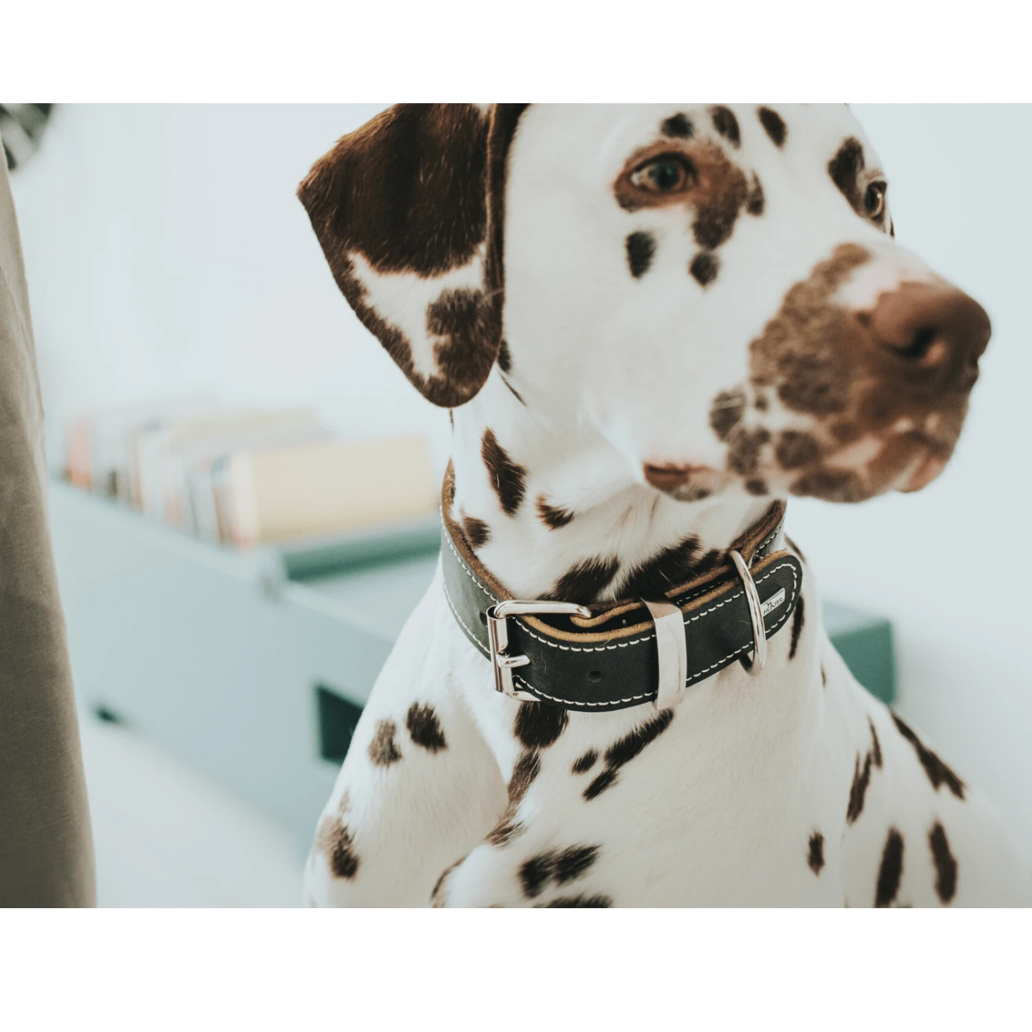 Hunter Aalborg Special Leather Dog Collar, Black 7 Hunter Aalborg Special Leather Dog Collar, Black - Image 5