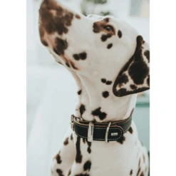 Hunter Aalborg Special Leather Dog Collar, Black 13 Hunter Aalborg Special Leather Dog Collar, Black -Petkit Shop hunter international dog collar hunter aalborg special leather dog collar black 14957008420967