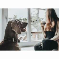 Hunter Aalborg Special Leather Dog Collar, Cognac 11 Hunter Aalborg Special Leather Dog Collar, Cognac -Petkit Shop hunter international dog collar hunter aalborg special leather dog collar cognac 31855099019463