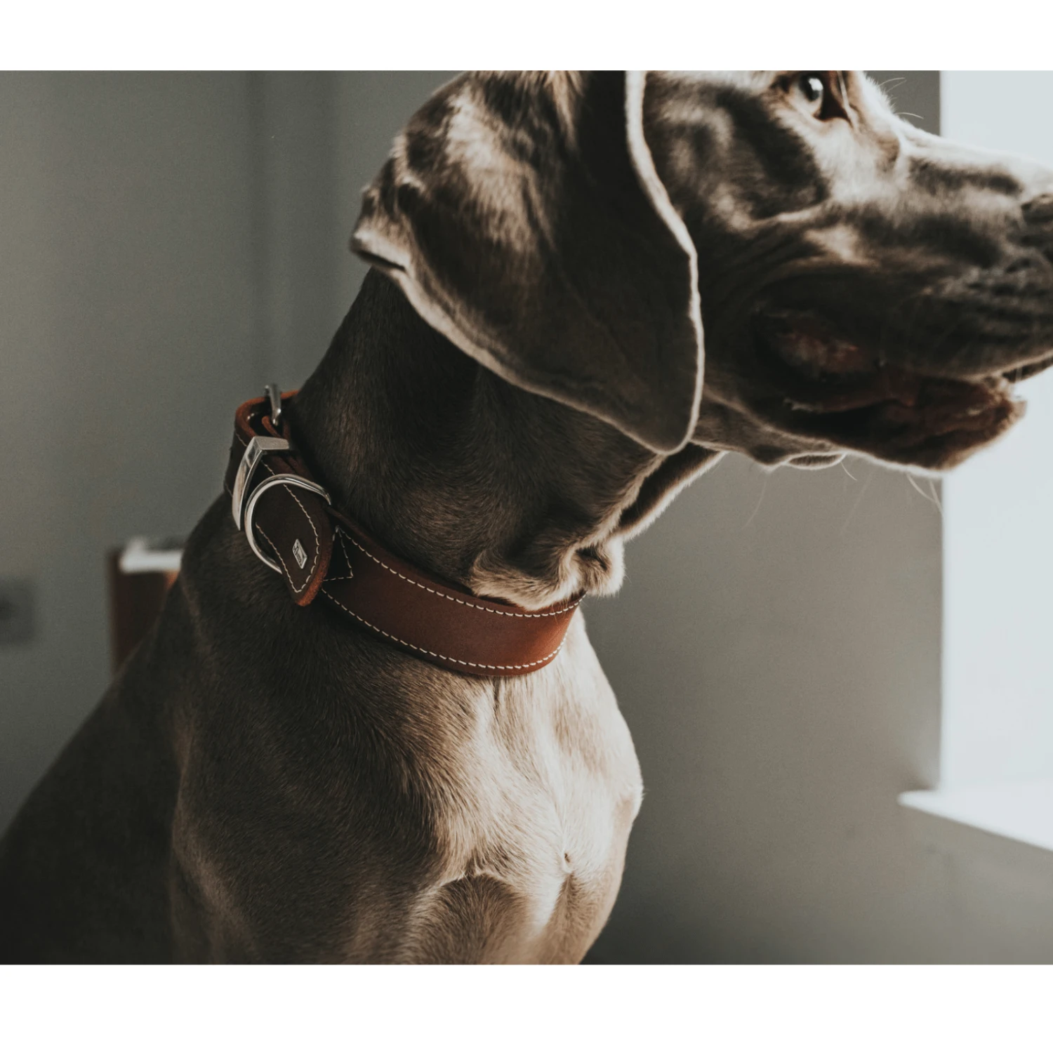 Hunter Aalborg Special Leather Dog Collar, Cognac 6 Hunter Aalborg Special Leather Dog Collar, Cognac - Image 4