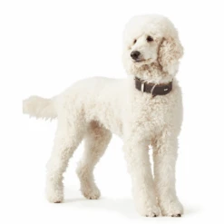 Hunter Aalborg Special Leather Dog Collar, Dark Brown 11 Hunter Aalborg Special Leather Dog Collar, Dark Brown -Petkit Shop hunter international dog collar hunter aalborg special leather dog collar dark brown 30333466706119