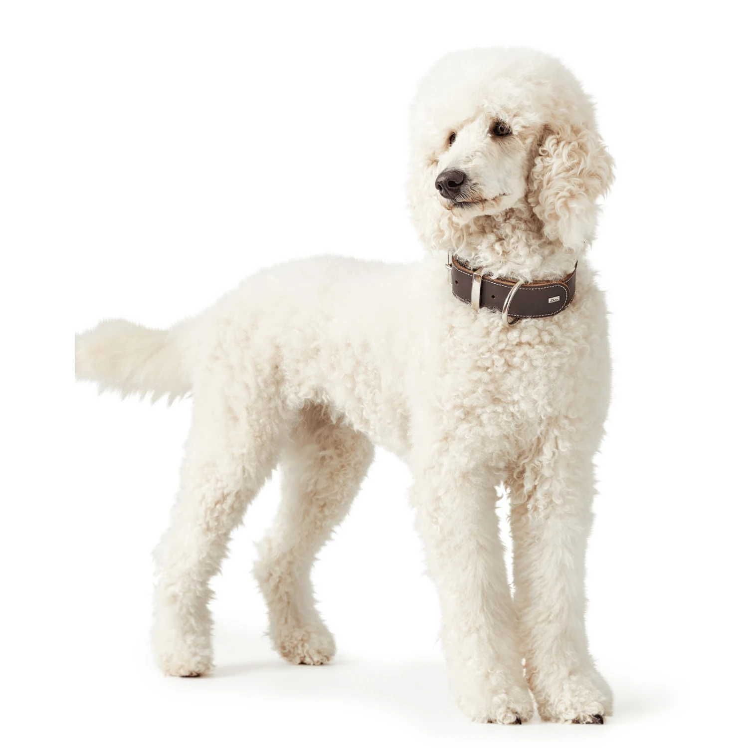 Hunter Aalborg Special Leather Dog Collar, Dark Brown 7 Hunter Aalborg Special Leather Dog Collar, Dark Brown - Image 5