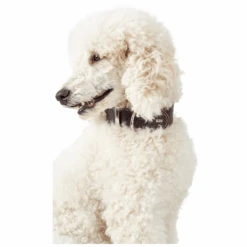 Hunter Aalborg Special Leather Dog Collar, Dark Brown 10 Hunter Aalborg Special Leather Dog Collar, Dark Brown -Petkit Shop hunter international dog collar hunter aalborg special leather dog collar dark brown 31870715756743