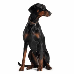 Petkit Shop -Petkit Shop hunter international dog collar hunter canadian elk leather dog collar black 6952793768039