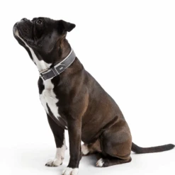 Hunter Canadian Elk Leather Dog Collar, Grey -Petkit Shop hunter international dog collar hunter canadian elk leather dog collar grey 6952820015207