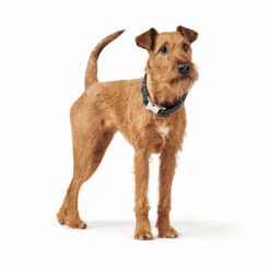 Hunter Cannes Alu-Strong Leather Dog Collar Clasp Buckle, Black 7 Hunter Cannes Alu-Strong Leather Dog Collar Clasp Buckle, Black -Petkit Shop hunter international dog collar hunter cannes alu strong leather dog collar clasp buckle black 14964084801639