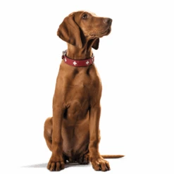 Hunter Classic Swiss Leather Dog Collar -Petkit Shop hunter international dog collar hunter classic swiss leather dog collar 15988576518247