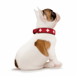 Hunter Classic Swiss Leather Dog Collar -Petkit Shop hunter international dog collar hunter classic swiss leather dog collar 31855557050567