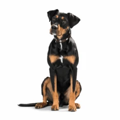 Hunter Classic Swiss Leather Dog Collar -Petkit Shop hunter international dog collar hunter classic swiss leather dog collar 31870299046087